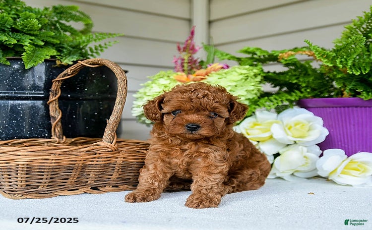 Toy Poodle dogs for sale - Ad 4