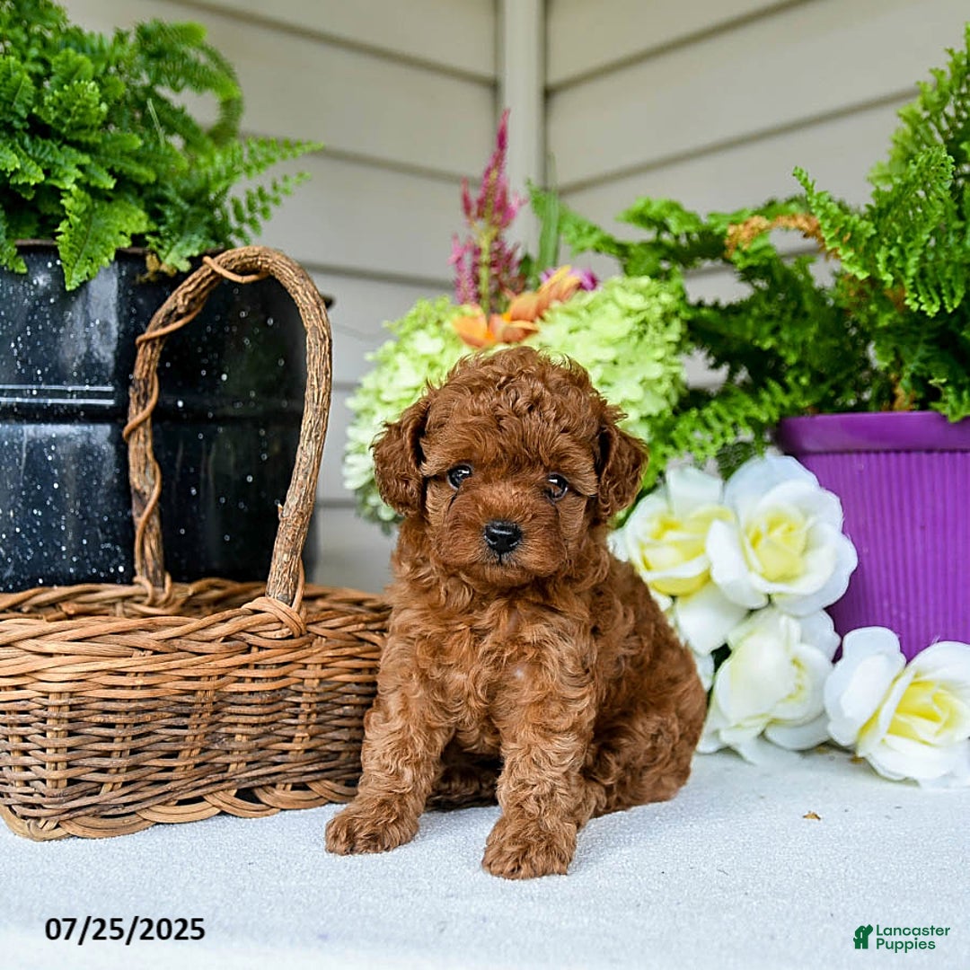 Toy Poodle dogs for sale: Nollie - Image 1