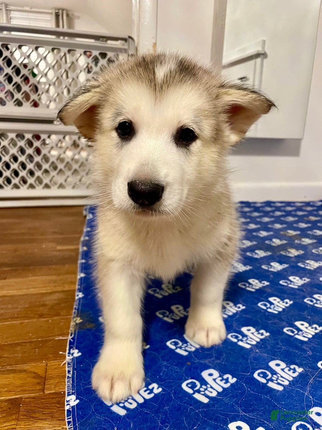 Alaskan Malamute dogs for sale: Yukon - Image 6
