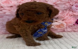Standard Poodle dogs for sale: Zabai AKC - Image 6