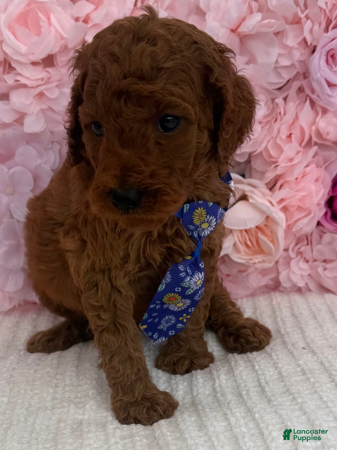 Standard Poodle dogs for sale: Zabai AKC - Image 6