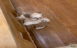 Shih Tzu dogs for sale: Ollie - Image 9