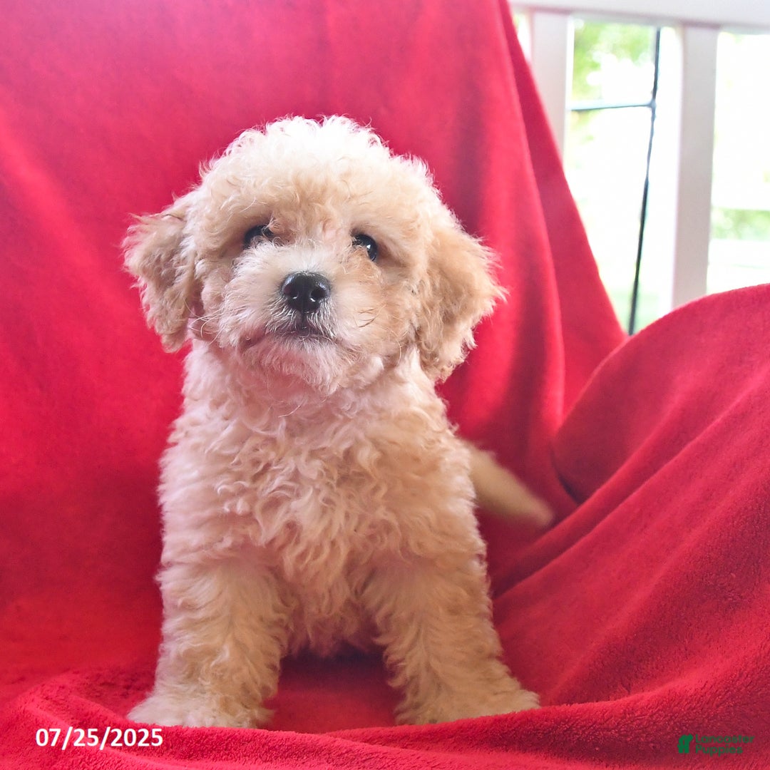 Bichpoo dogs for sale: Sally - Image 3