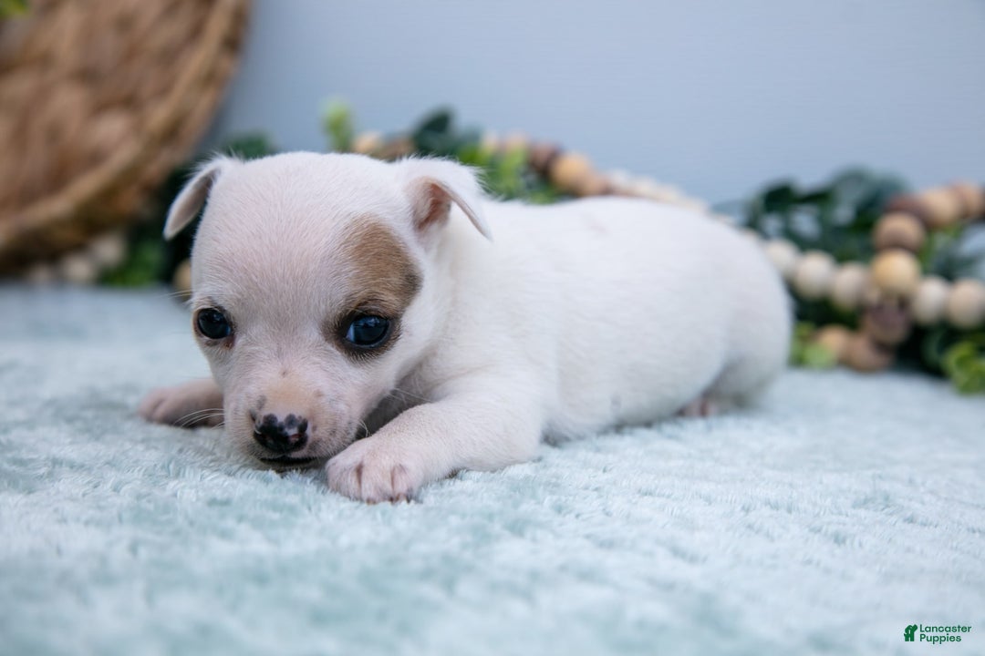 Chihuahua dogs for sale: Nova - Image 2