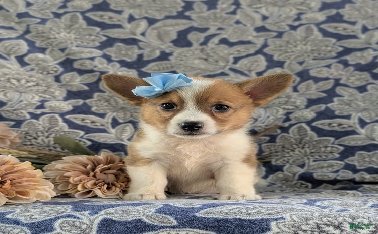 Welsh Corgi Pembroke dogs for sale - Ad 2