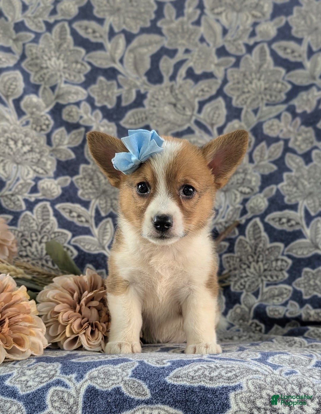 Welsh Corgi Pembroke dogs for sale: Kaelee - Image 1
