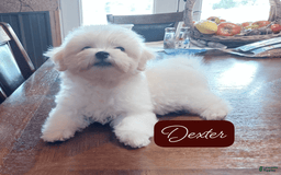 Malshi dogs for sale: Dexter - Image 1