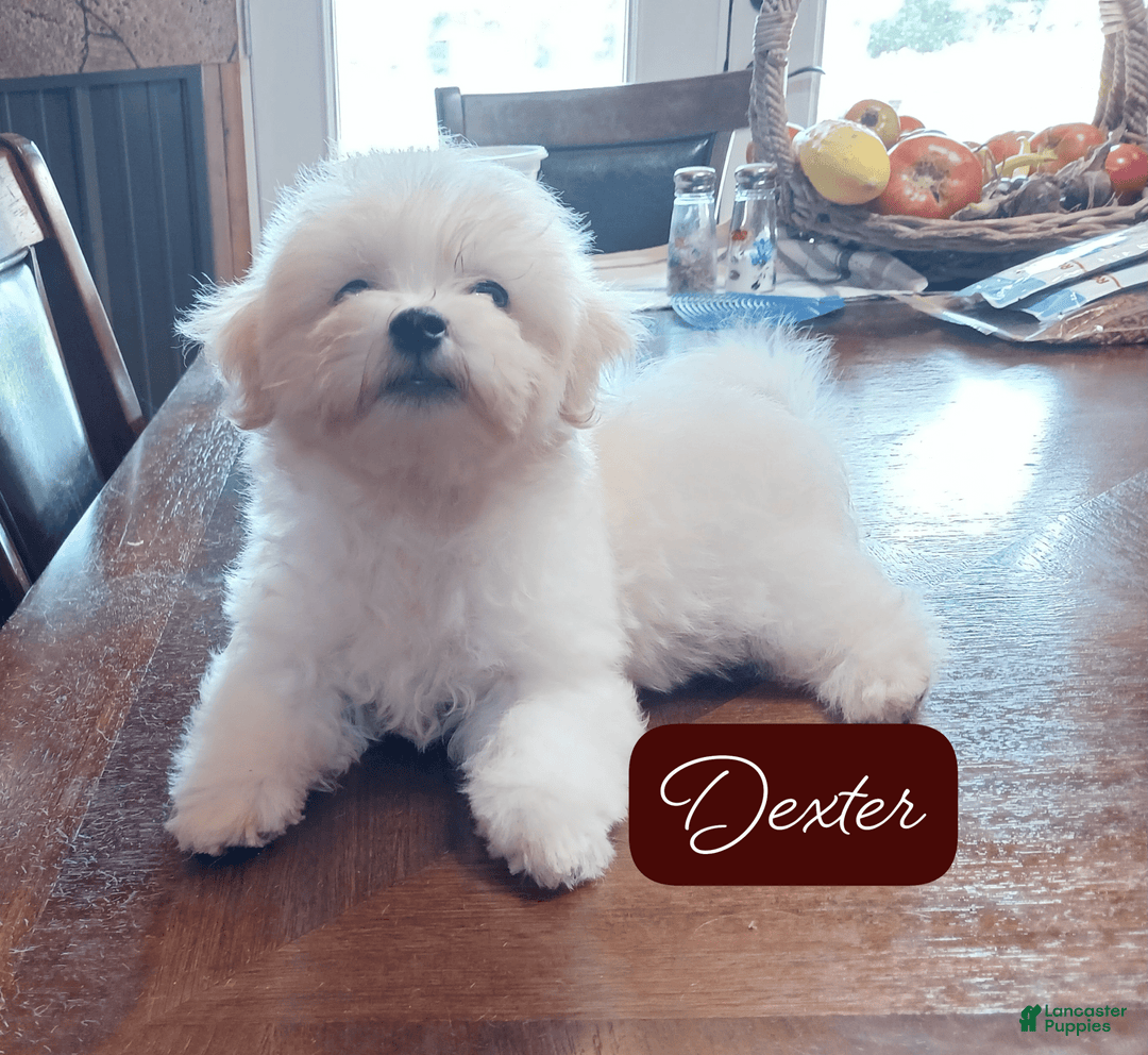 Malshi dogs for sale: Dexter - Image 1