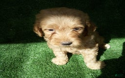 Goldendoodle dogs for sale: Mickey - Image 4