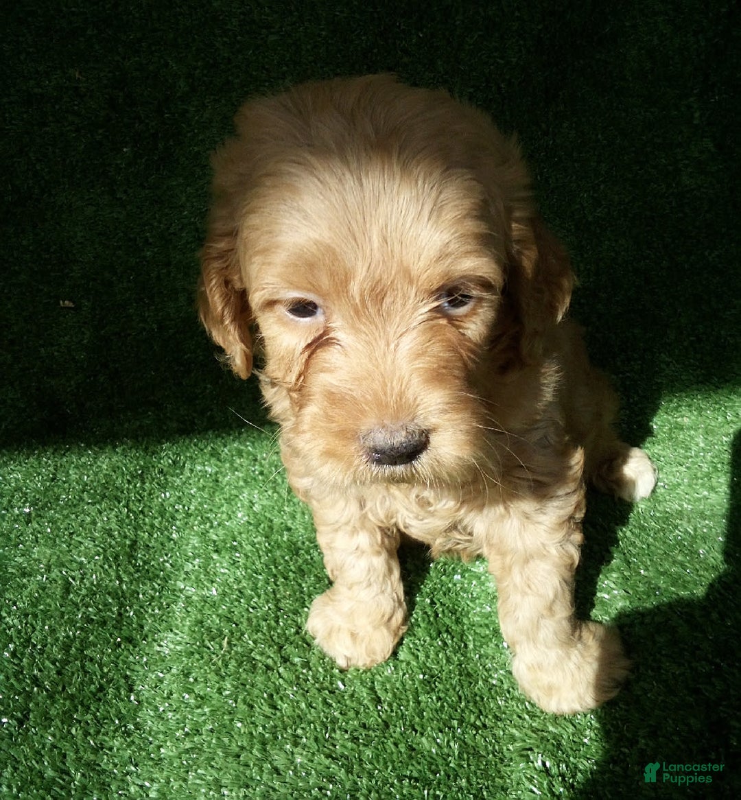 Goldendoodle dogs for sale: Mickey - Image 4