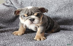 English Bulldog dogs for sale: Kelly - Image 5