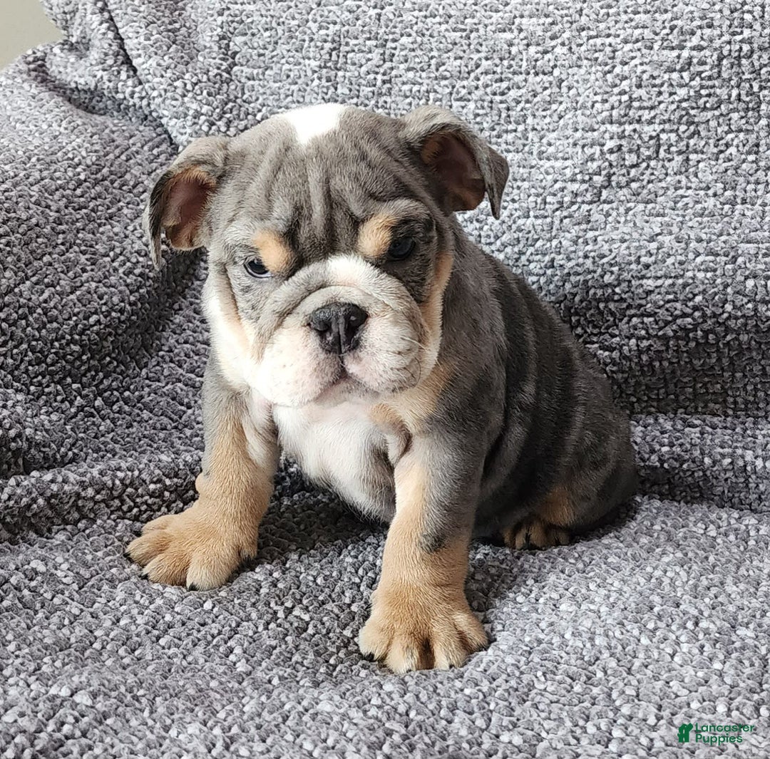 English Bulldog dogs for sale: Kelly - Image 5