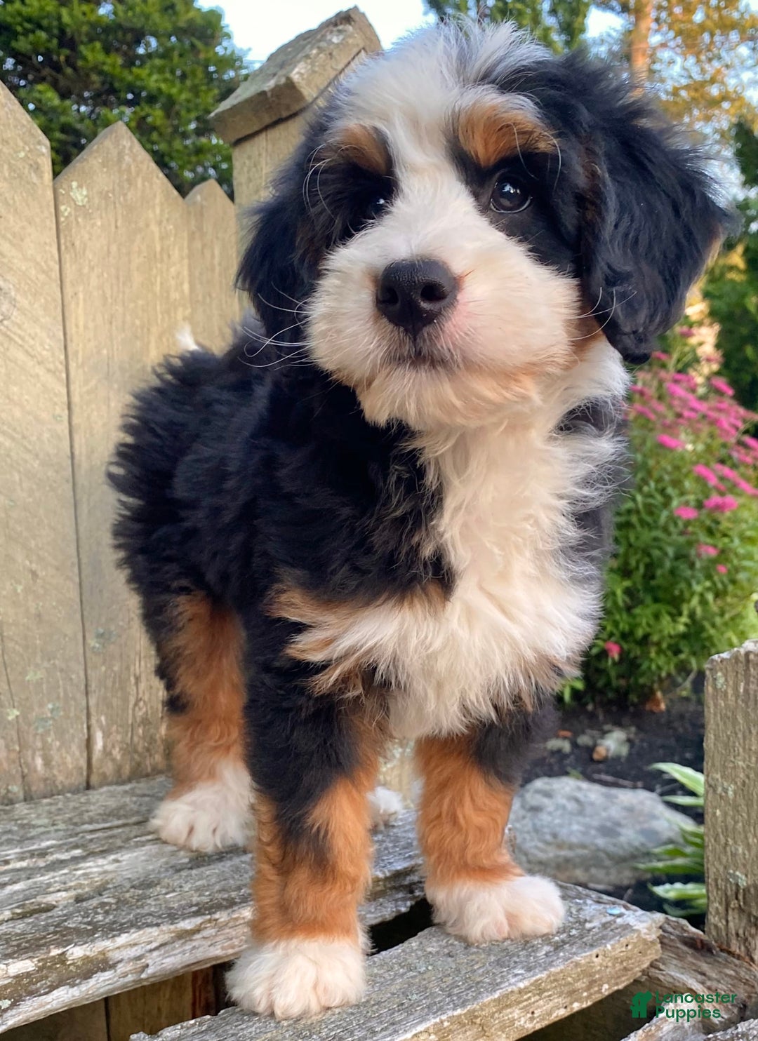 Mini Bernedoodle dogs for sale: 💛 Boston Ma 💛 Mini Bernedoodle - Image 11