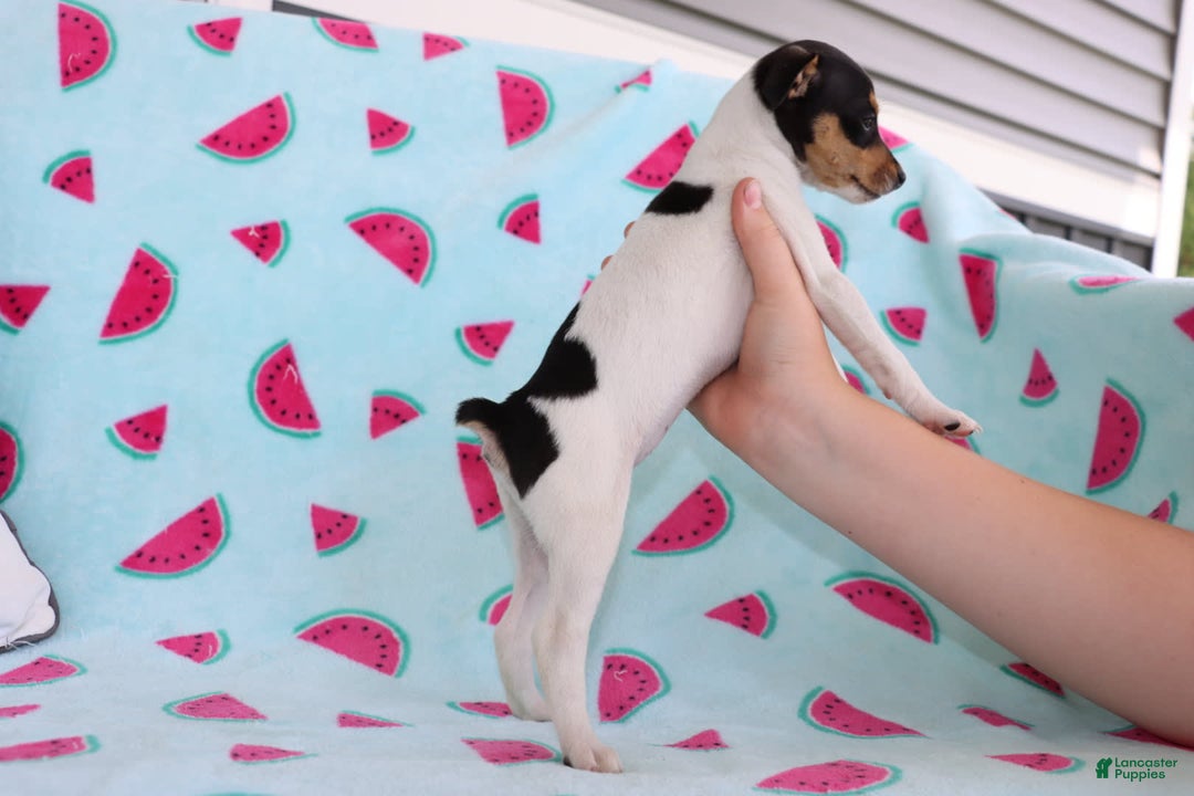 Toy Fox Terrier dogs for sale: Ranae - Image 5
