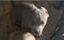 American Bully dogs for sale: Big head - Image 2