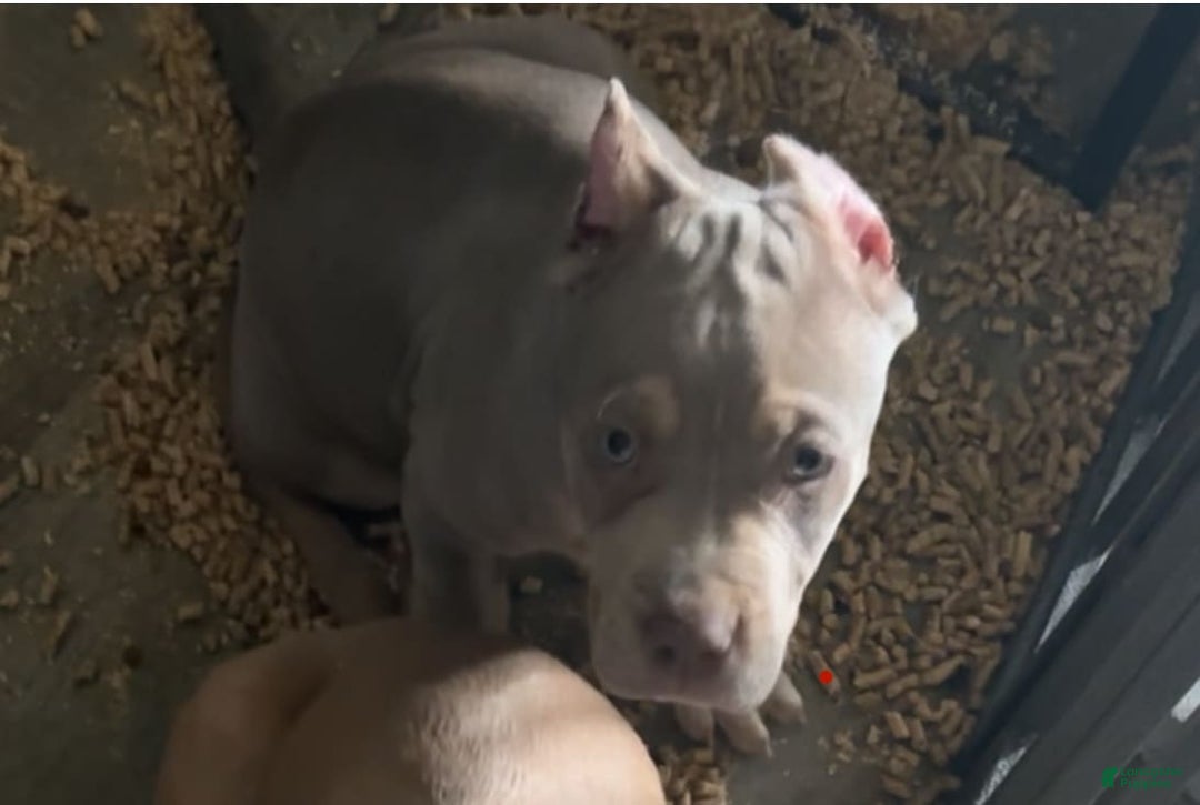 American Bully dogs for sale: Big head - Image 2