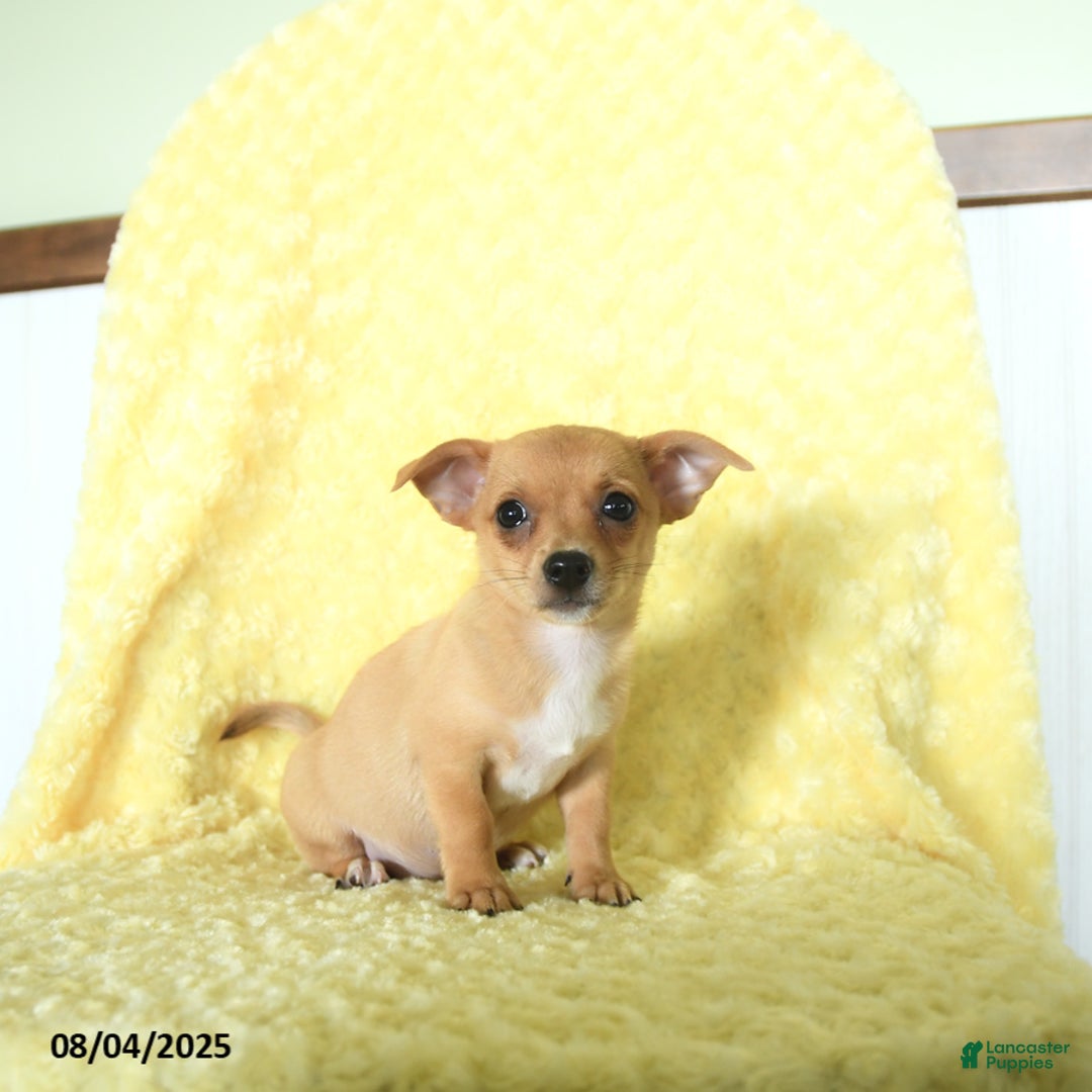 Chihuahua dogs for sale: Chihuahua 4 puppies - Image 5