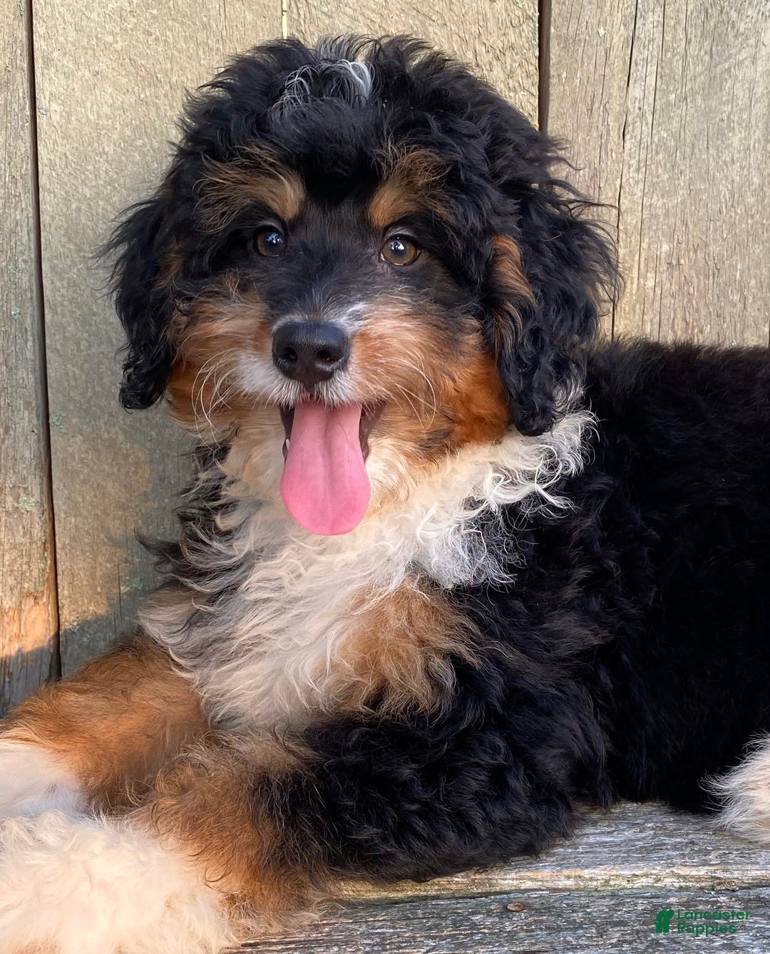 Mini Bernedoodle dogs for sale: 💜 In Boston Massachusetts 💜 Traditional Tri Color 💜 Mini Bernedoodle 💜 - Image 6