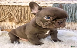 French Bulldog dogs for sale: Solid Chocolate French Bulldog  - - Image 4