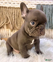 Solid Chocolate French Bulldog -