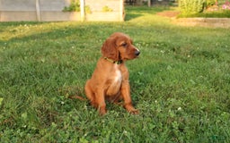 Irish Setter dogs for sale: Flash - Image 1