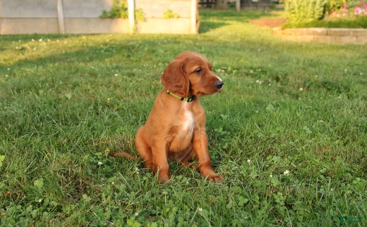 Irish Setter dogs for sale - Ad 5