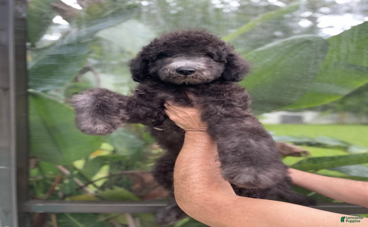 Goldendoodle dogs for sale - Ad 1