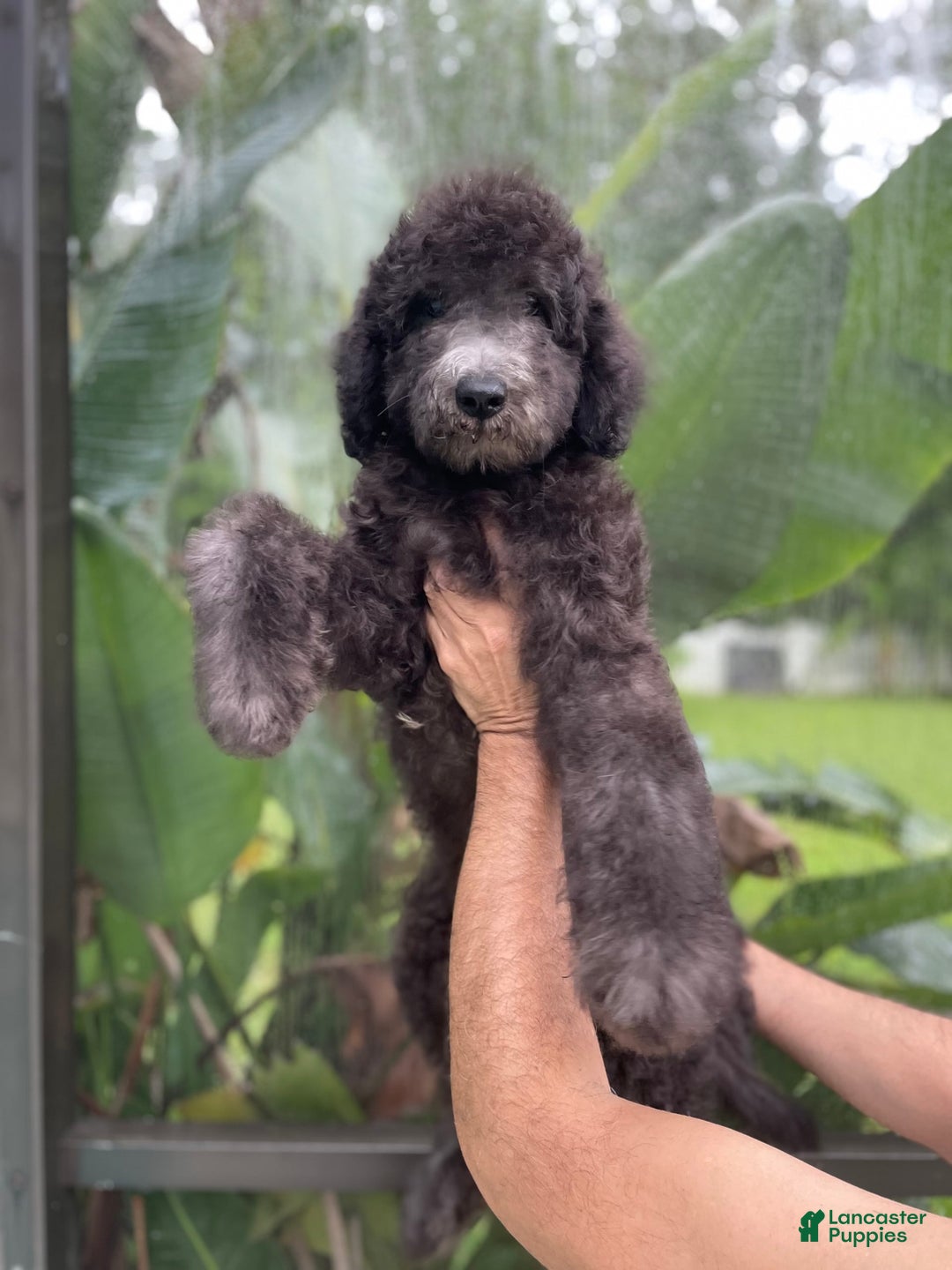 Goldendoodle dogs for sale: Milo - Image 1