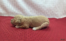 Cockapoo dogs for sale: Kurt - Image 11