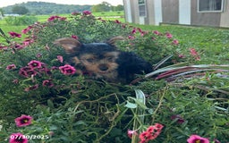 Yorkshire Terrier dogs for sale: Macy - Image 4