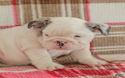 English Bulldog dogs for sale: Marley - Image 9