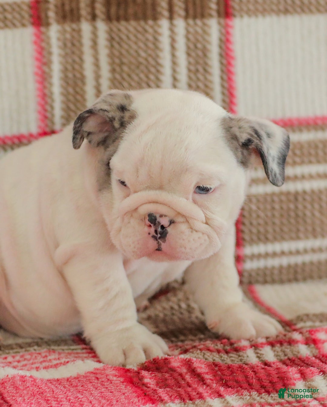 English Bulldog dogs for sale: Marley - Image 9