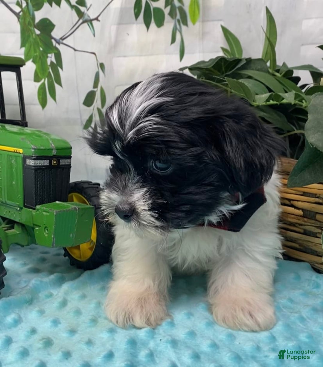 Shorkie dogs for sale: Little Milo - Image 1