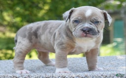 Olde English Bulldogge dogs for sale: Rosie Mini Bulldogge - Image 18