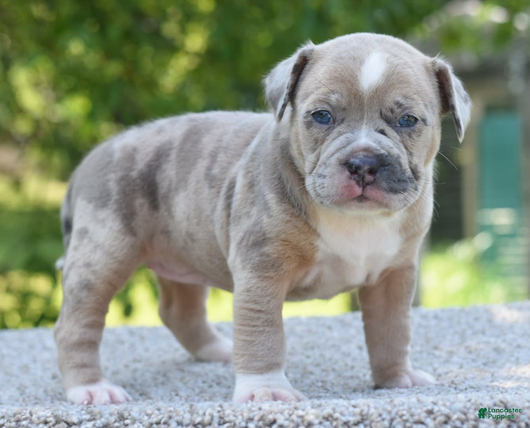 Olde English Bulldogge dogs for sale: Rosie Mini Bulldogge - Image 18
