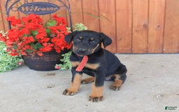 Doberman Pinscher dogs for sale: Doberman Pinscher 3 puppies - Image 11