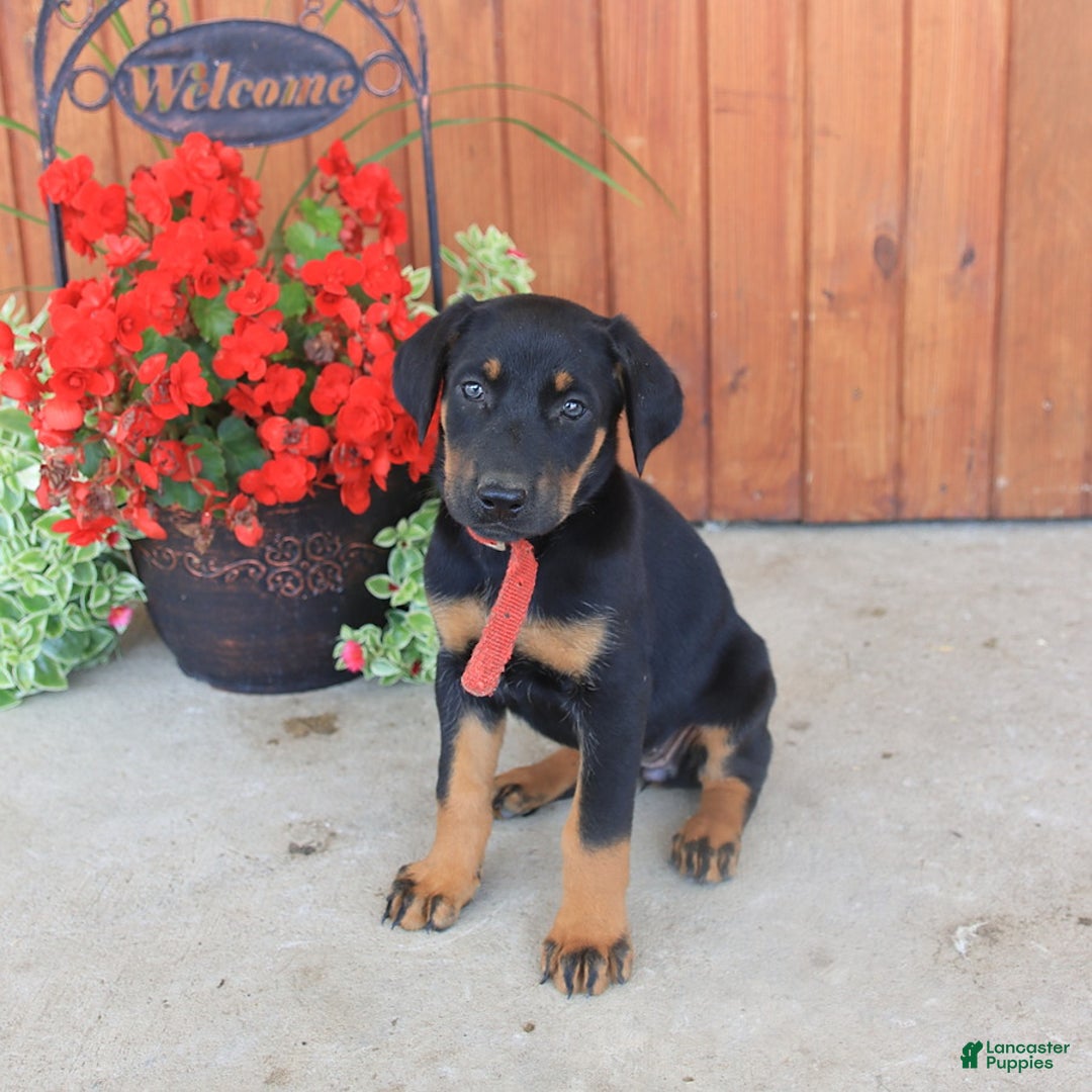 Doberman Pinscher dogs for sale: Doberman Pinscher 3 puppies - Image 11