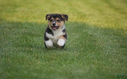Welsh Corgi Pembroke dogs for sale: Roman - Image 1