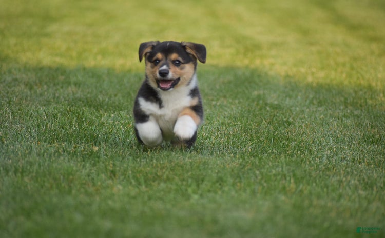 Welsh Corgi Pembroke dogs for sale - Ad 3