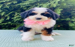 Bernedoodle dogs for sale: Amber - Image 2