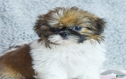 Shih Tzu dogs for sale: Kimberly - Image 2