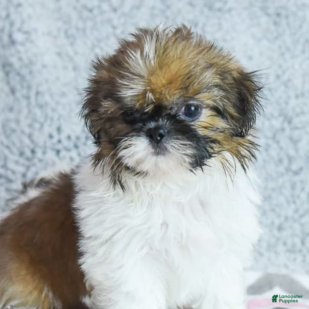 Shih Tzu dogs for sale: Kimberly - Image 2