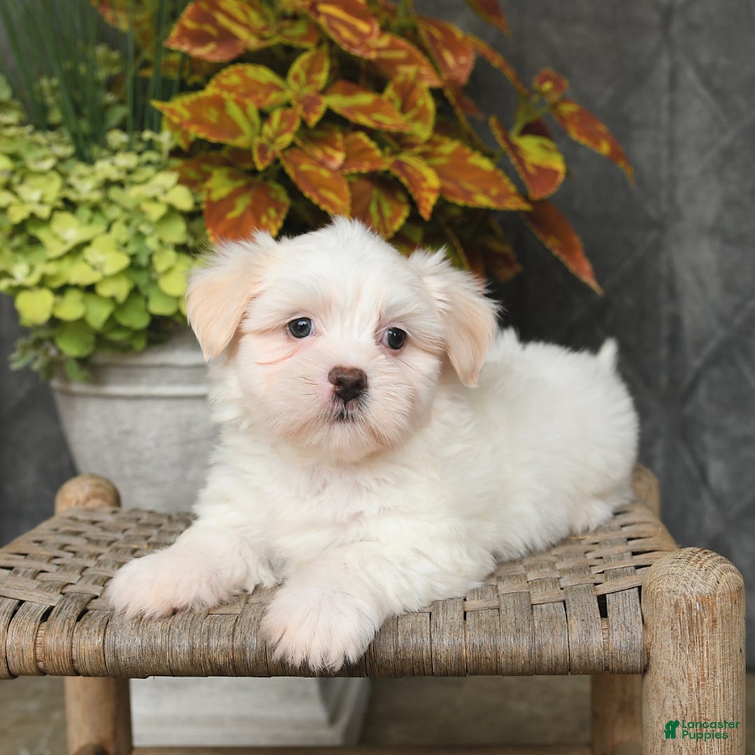 Malshi dogs for sale: Ryan - Image 2