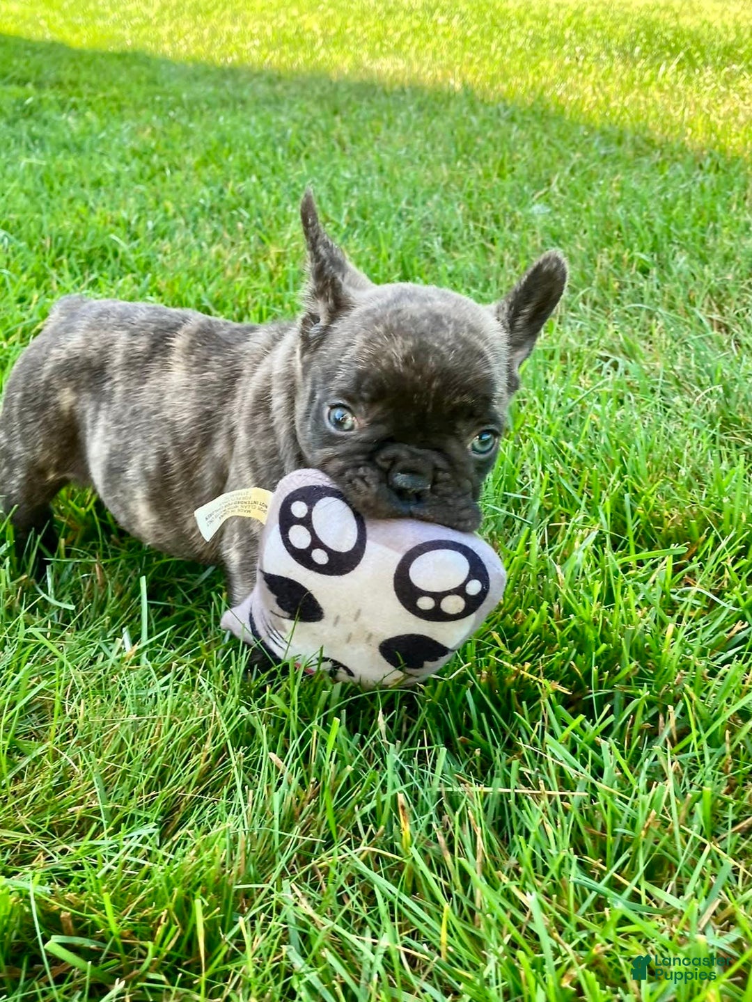 French Bulldog dogs for sale: Rocky - Image 2