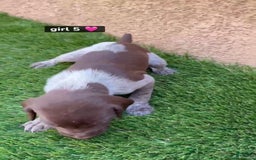 German Shorthaired Pointer dogs for sale: Girl 5 - Image 1