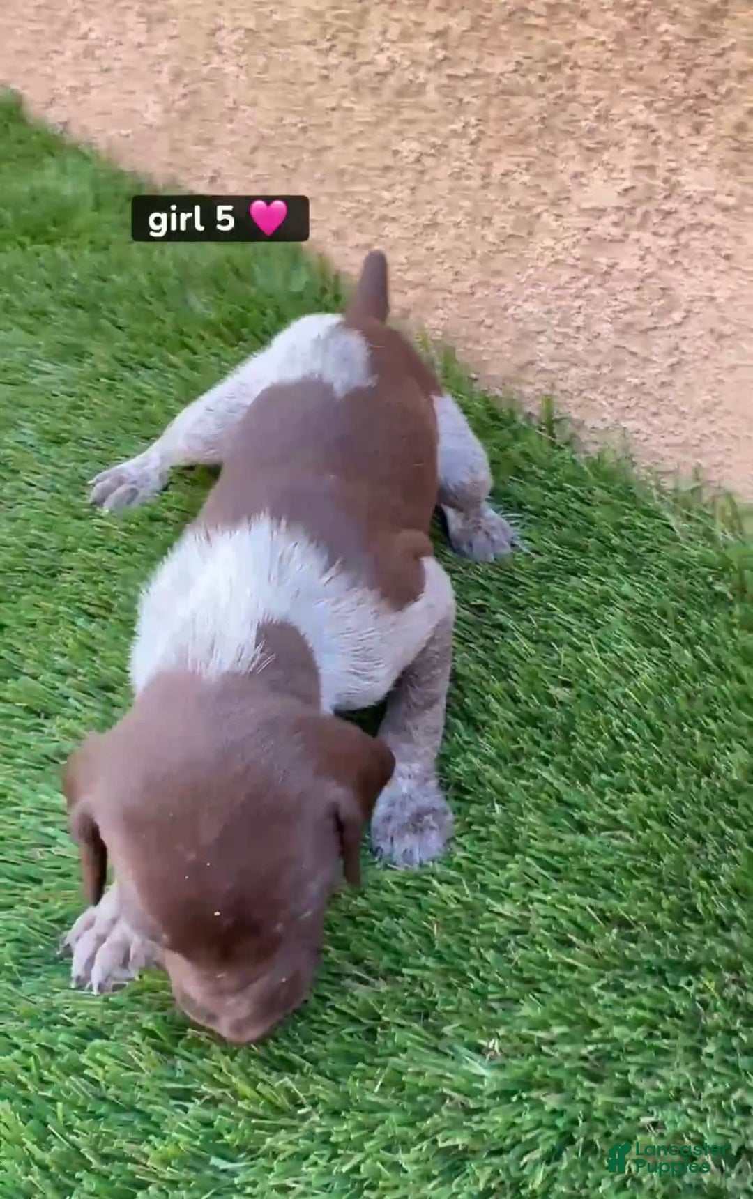 German Shorthaired Pointer dogs for sale: Girl 5 - Image 1