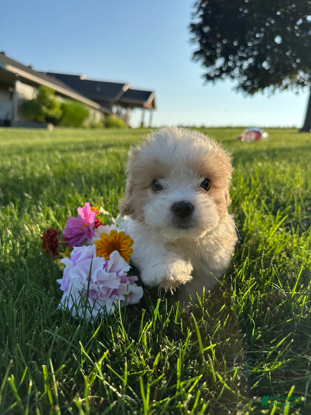 Cavachon dogs for sale: Diego - Image 2