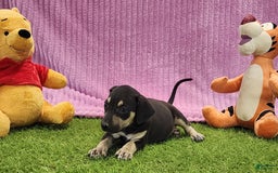 Catahoula Leopard Dog dogs for sale: Tess 2025 Female 1 - Image 8