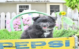 Pomeranian dogs for sale: Andre - Image 6