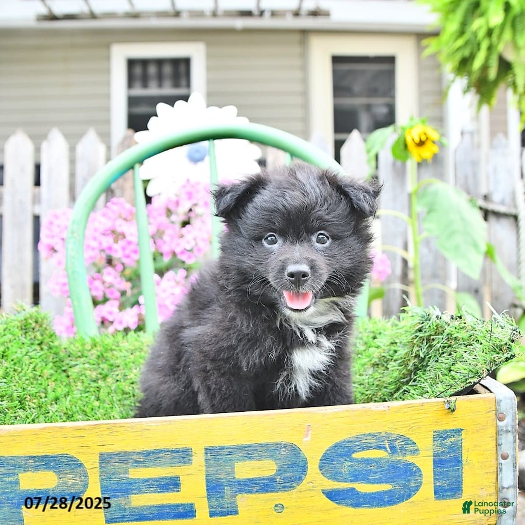 Pomeranian dogs for sale: Andre - Image 6